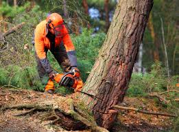 Reliable Acres Green, CO Tree Removal and Landscaping Services Solutions